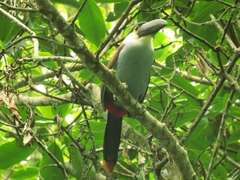 Andigena nigrirostris