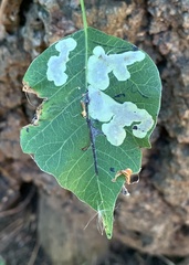 Cameraria guttifinitella