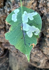 Cameraria guttifinitella
