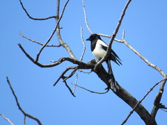 Parus major