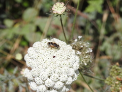 Eristalis hirta
