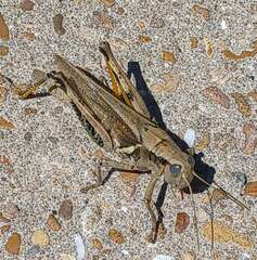 Melanoplus differentialis