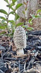 Coprinopsis picacea