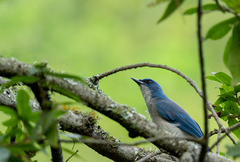 Aphelocoma wollweberi