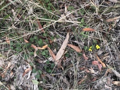 Goodenia rotundifolia