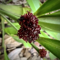 Phyllanthus conjugatus ducosensis