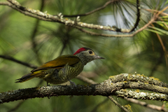 Colaptes rubiginosus