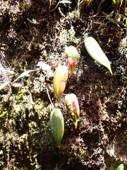 Epidendroideae