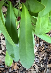 Phyllanthus conjugatus ducosensis