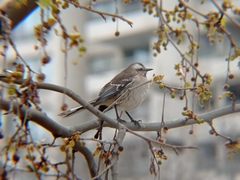 Mimus thenca