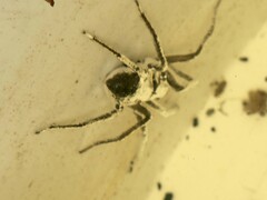 Dolomedes instabilis