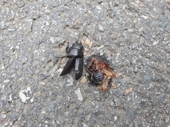 Serrognathus titanus castanicolor