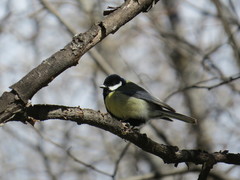 Parus major