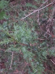 Juniperus