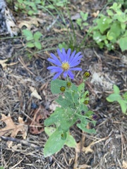 Eurybia spectabilis