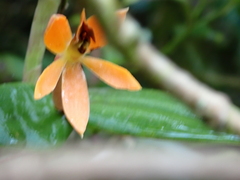 Epidendroideae