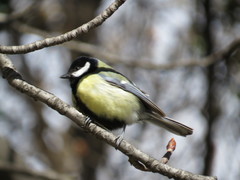 Parus major