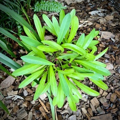 Phyllanthus conjugatus ducosensis