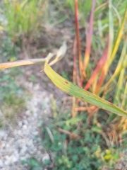 Bothriochloa