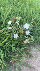 Ruellia metziae