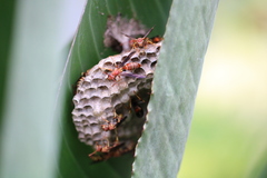 Polistes dorsalis dorsalis