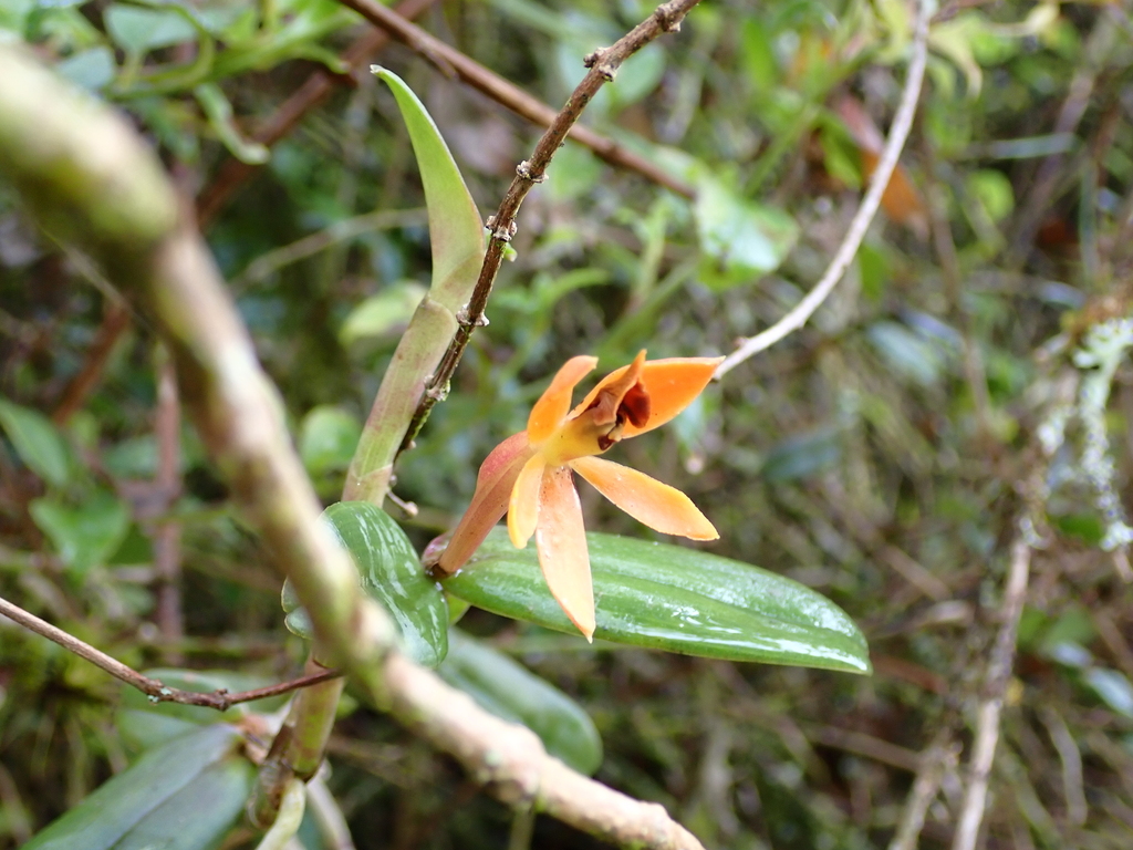 Epidendrum azuayense Hágsater & E.Santiago 2