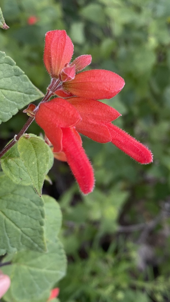 Mountain Sage from Urique, Chihuahua, MX on September 12, 2022 at 04:27 ...