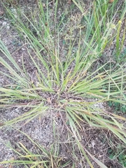 Bothriochloa