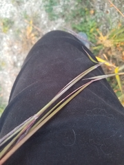 Bothriochloa