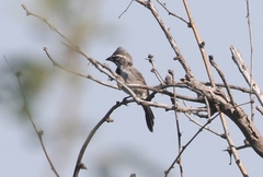 Amphispiza bilineata