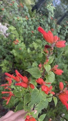 Salvia regla