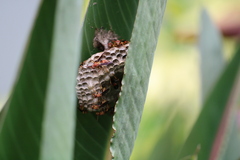 Polistes dorsalis dorsalis