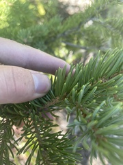 Picea engelmannii