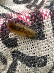 Lophocampa argentata