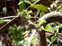 Cyanthillium cinereum