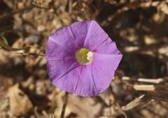 Ipomoea ternifolia