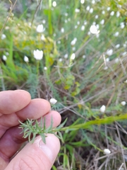 Rhodanthe anthemoides