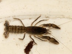 Astacidea