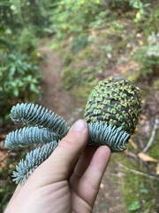 Abies procera