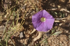 Ipomoea ternifolia