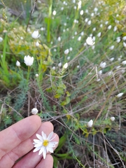 Rhodanthe anthemoides