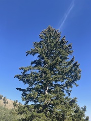 Picea engelmannii