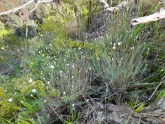 Rhodanthe anthemoides
