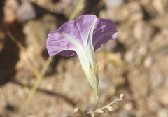 Ipomoea ternifolia
