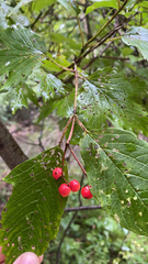 Viburnum opulus