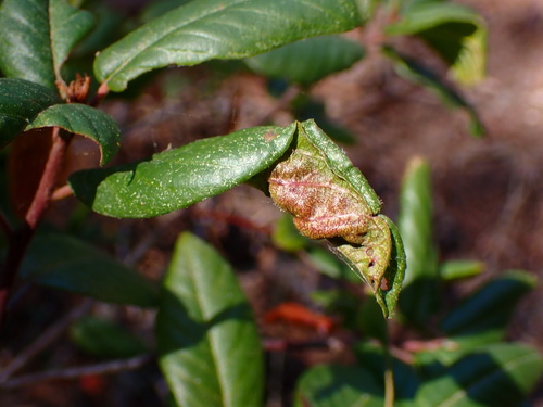 Coffeeberry Midrib Gall Moth photo 5