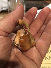 Hypomyces lateritius