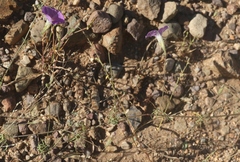 Ipomoea ternifolia