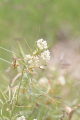 Asclepias subverticillata