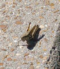 Melanoplus differentialis